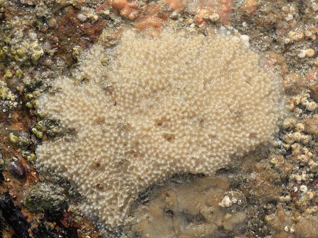 Dysidea fragilis Goosebump sponge Porifera Images