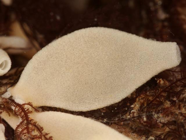 Grantia compressa Compressed purse sponge Porifera Images