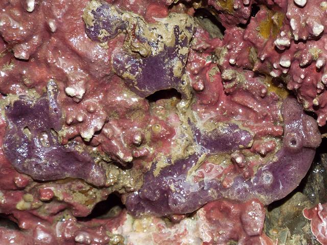 Haliclona Reniera cinerea Sponge Porifera Images