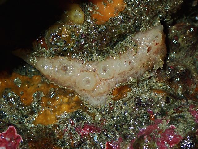 Haliclona Halichoclona fistulosa Sponge Porifera Images