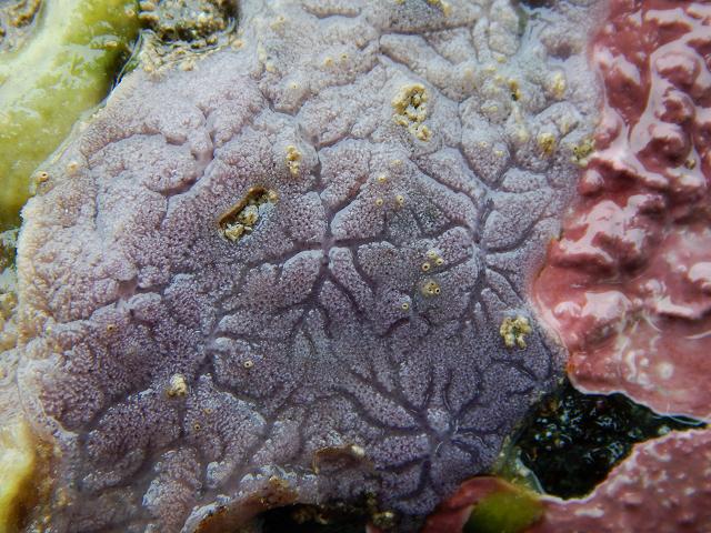 Haliclona Rhizoniera indistincta species Encrusting Sponge Porifera Images