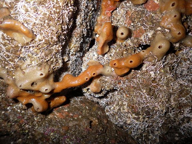Haliclona simulans species Sponge Porifera Images