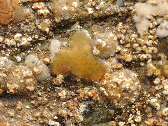 Halisarca dujardini Sponge Porifera Images