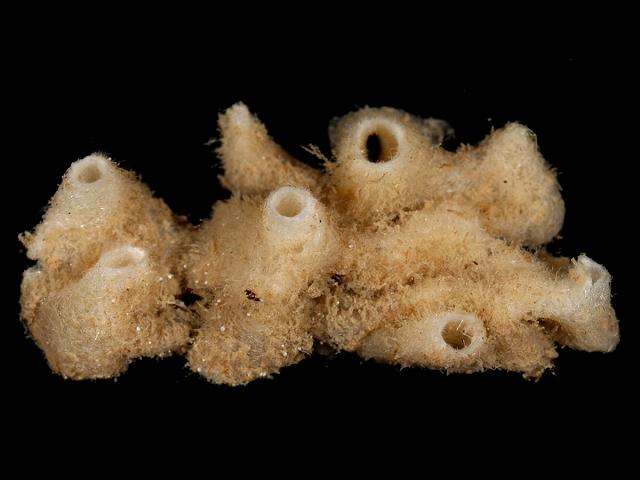Leuconia johnstoni Calcareous sponge Porifera Images