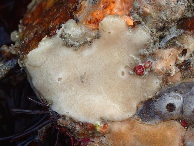 Leuconia nivea calcareous sponge Porifera Images