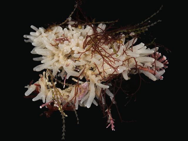 Leucosolenia complicata Silky lace sponge Porifera Images