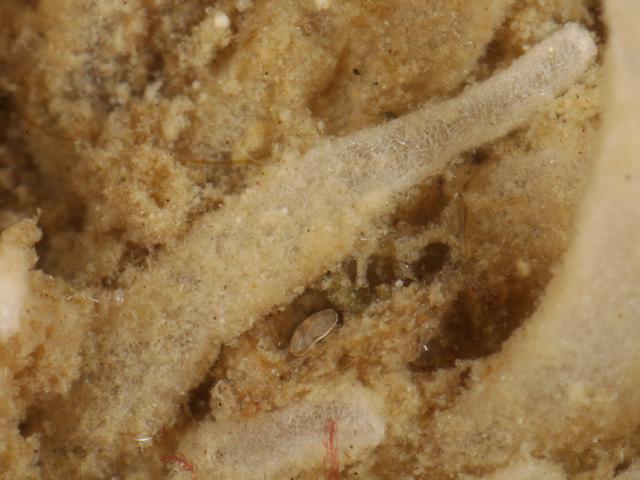 Leucosolenia variabilis Silky lace sponge Porifera Images