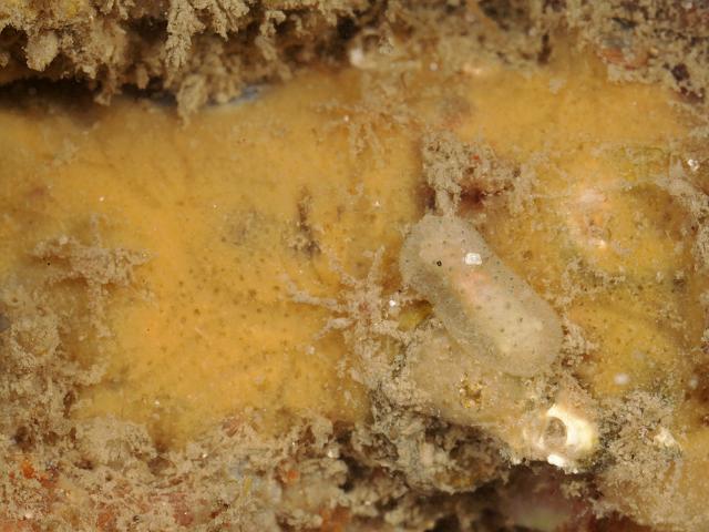 Mycale sp. possibly Mycale macilenta A mycalid sponge spicule Porifera Images