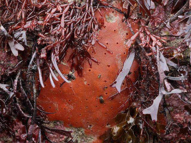Ophlitaspongia papilla Encrusting Sponge Porifera Images