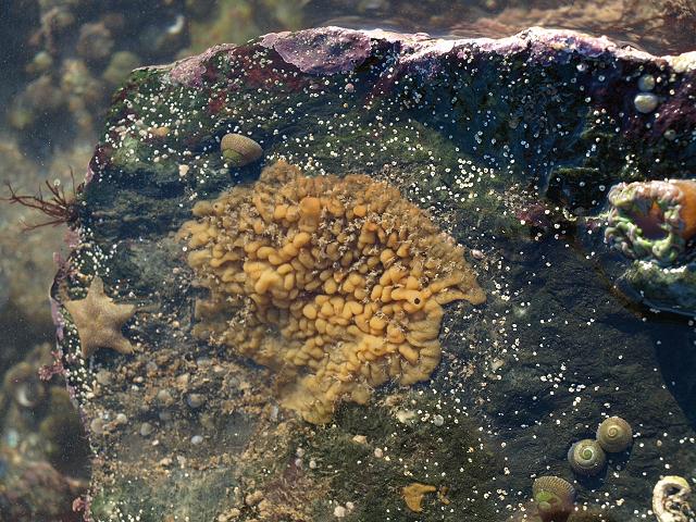Oscarella species Flesh sponge Porifera Images