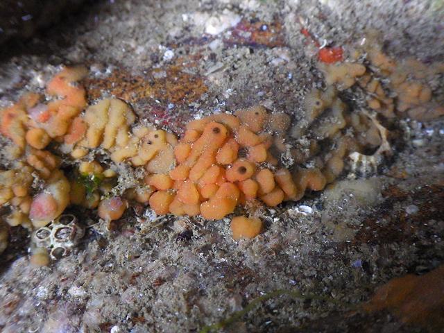 Oscarella species Flesh sponge orange Porifera Images