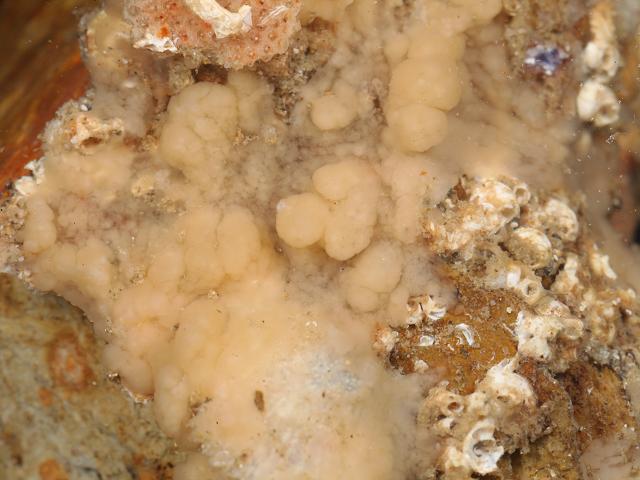 Oscarella species Flesh sponge cream Porifera Images
