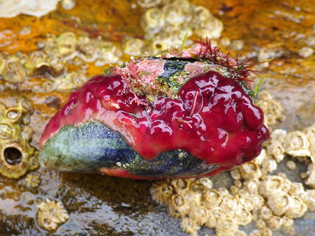 Oscarella species Flesh sponge red on mussel Porifera Images