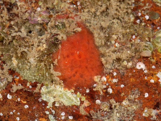 Phorbas fictitius hymedesmiidae hymedesmiid sponge porifera images