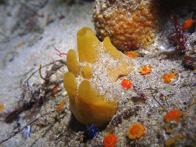 Polymastia boletiformis Yellow hedgehog sponge Porifera Images