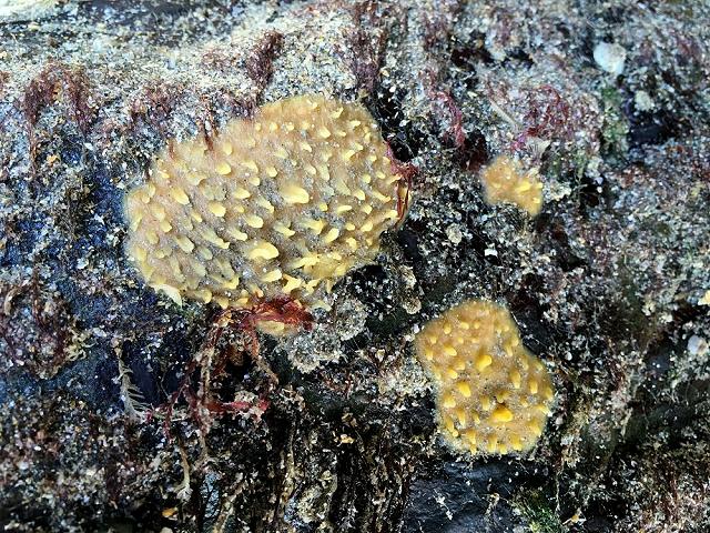 Polymastia penicillus Chimney sponge Porifera Images