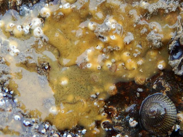 Protosuberites denhartogi Encrusting Sponge Porifera Images