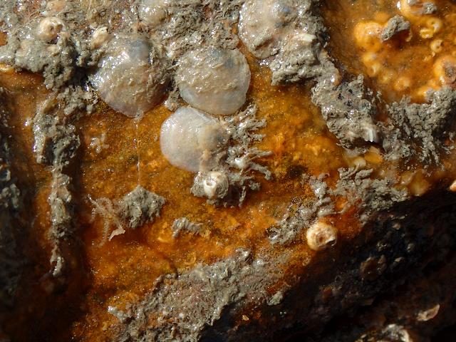 Pseudosuberites sulphureus An Encrusting Sponge Porifera Images