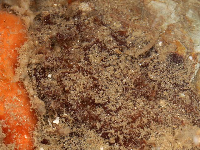 Raspaciona aculeata Raspailia raspailiid sponge Porifera Images