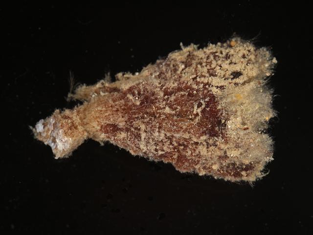 Raspailia ramosa Chocolate finger sponge Porifera Images