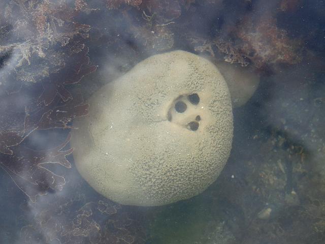 Suberites carnosus Sponge Porifera Images