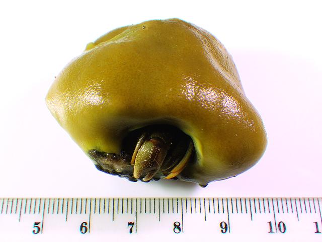 Suberites domuncula - Hermit-crab sponge (Sponge / Porifera images)