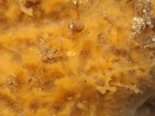 Suberitidae suberitid sponge from Albert Pier reef Penzance porifera images