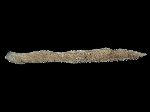 Sycon sp likely a gargantuan marina collected Sycon ciliatum purse sponge porifera images