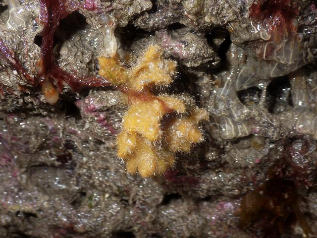 Stelligera rigida stelligerid sponge Porifera Images