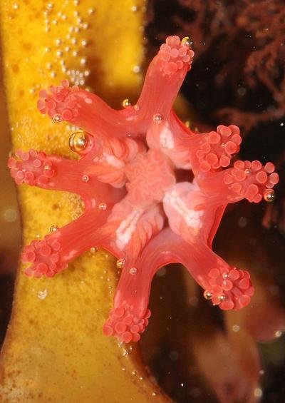 Stalked Jellyfish Stauromedusae Images UK