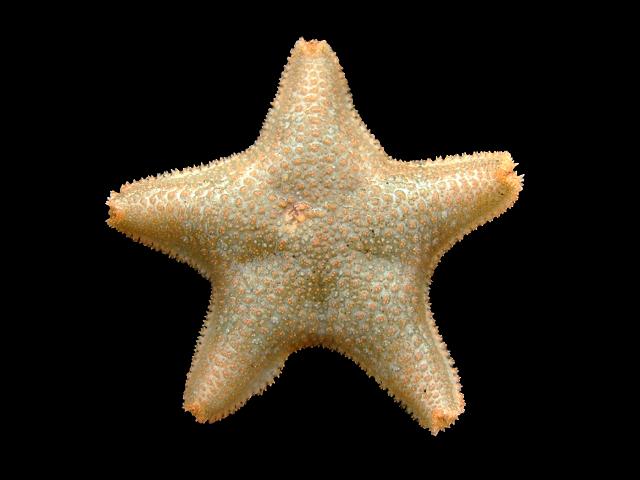 Asterina gibbosa Cushion star Gibbous starlet Starfish eggs Sea Urchin and Sea Cucumber Echinoderm Images