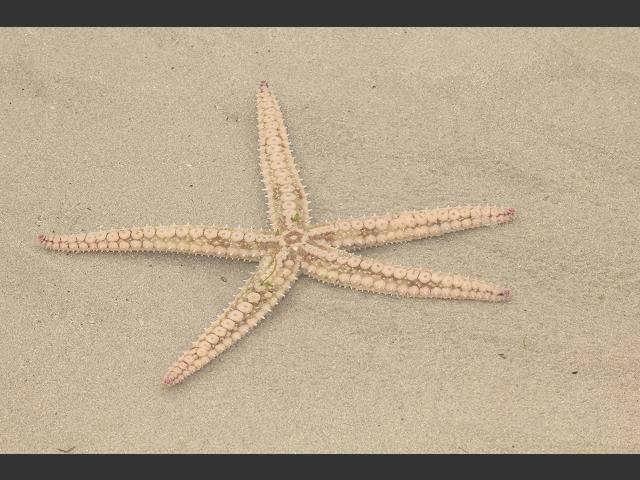 Tan/Orange Spiny Starfish