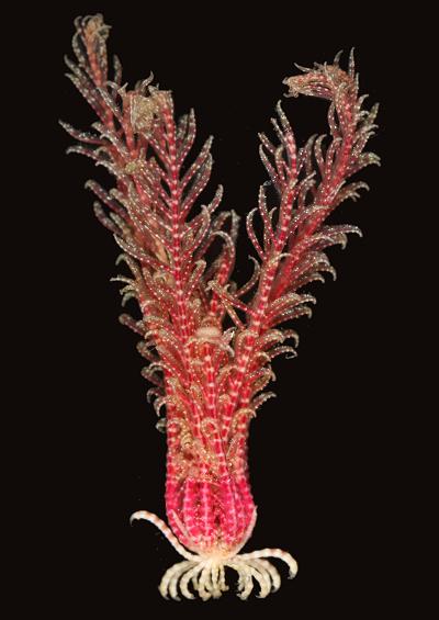 Starfish Brittlestar and Featherstar images echinodermata UK