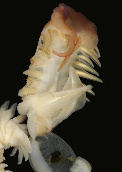 Phylum Annelida Subclass Sedentaria Segmented Polychaete Worm Images UK